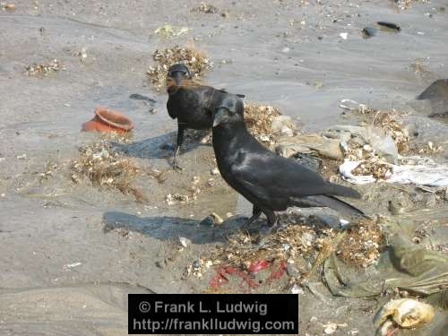 Crows Gathering Nesting Material, Maharashtra, Bombay, Mumbai, India